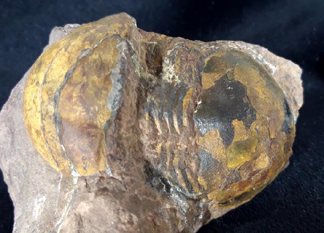 Ectillaenus giganteus (BURMEISTER 1843) - Bild &copy; FossNet FossilienStore